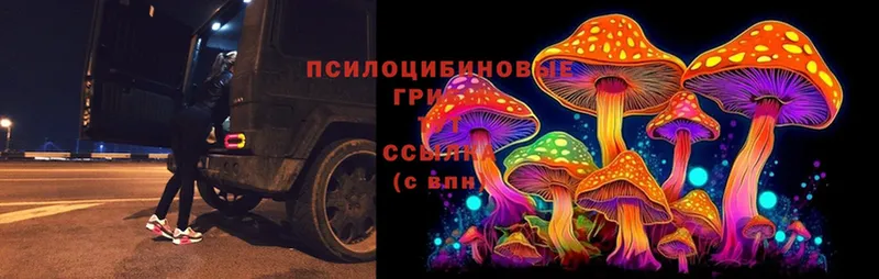 Псилоцибиновые грибы Cubensis  Далматово 